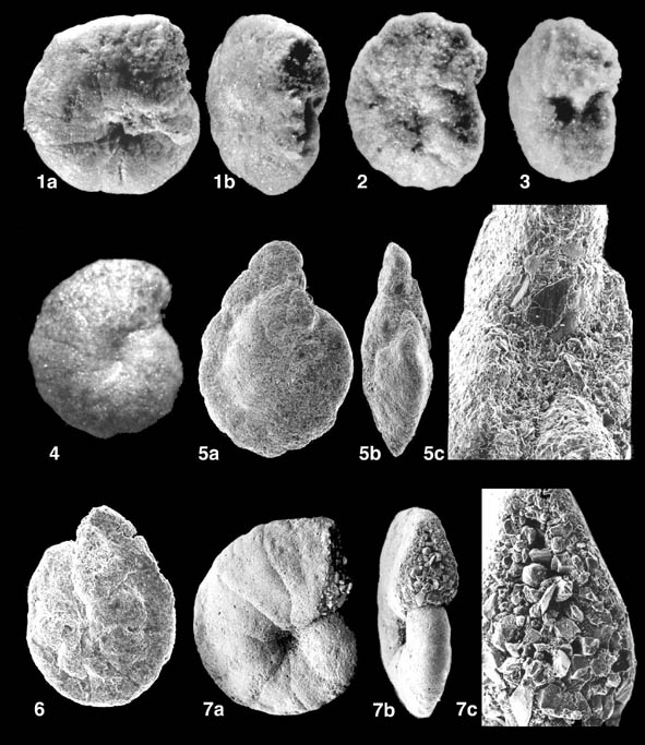 Atlas of Agglutinated Foraminifera - taxon page